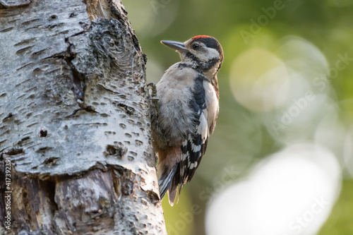 Great spotted woodpecker (Dendrocopos major) sitting in a tree, photographed in the Goois Natuurreservaat, The Nerherlands photo