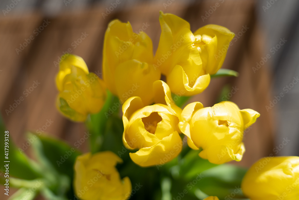 yellow tulips yellow tulips