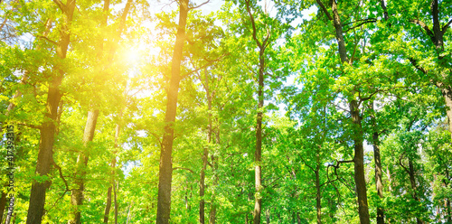 Scenic forest of fresh green deciduous trees framed by leaves, with the sun. Wide photo. © alinamd