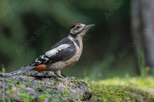 Great spotted woodpecker (Dendrocopos major) sits on the ground, photographed in the Goois Natuurreservaat, The Nerherlands. photo