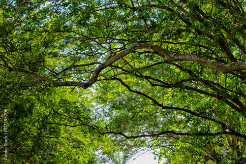 Canopy of trees