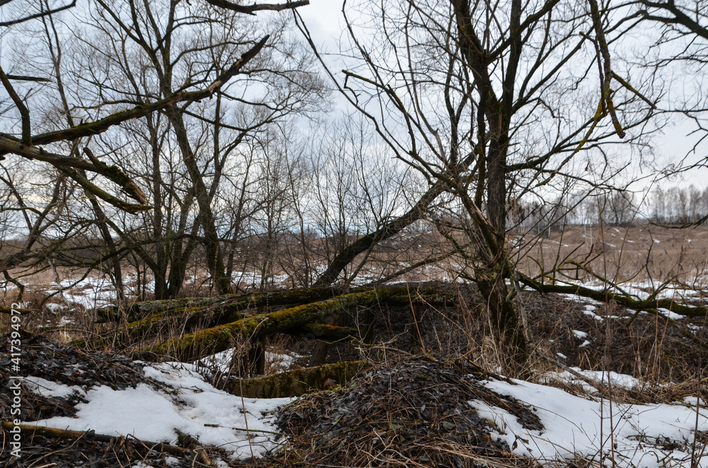 Obraz premium trees in the snow