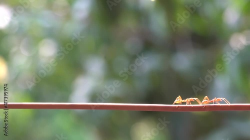 Ant action standing.
Red ants are climbing green vines, Red ant, Weaver Ants (Oecophylla smaragdina), the concept for nature background