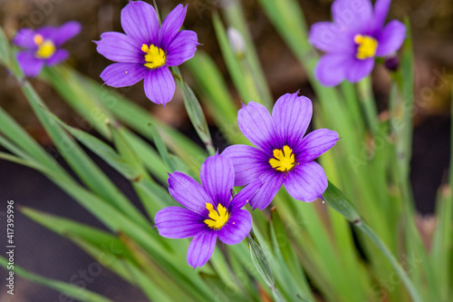 Purple and Yellow Lucerne