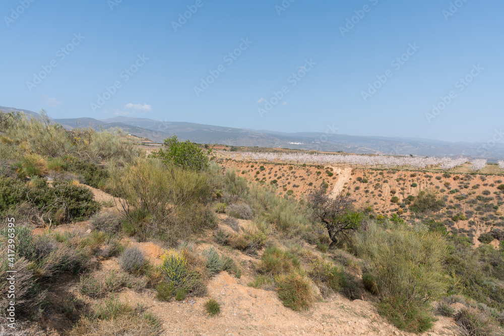 vegetation in the mountains in southern Spain