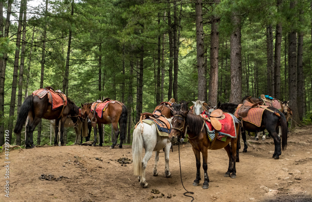 Bhutan tourism, horses for the way to the Tigers Nest Bhutan tourism, horses for the way to the Tigers Nest