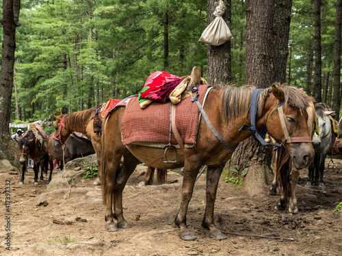 Bhutan tourism, horses for the way to the Tigers Nest © Hans Hansen
