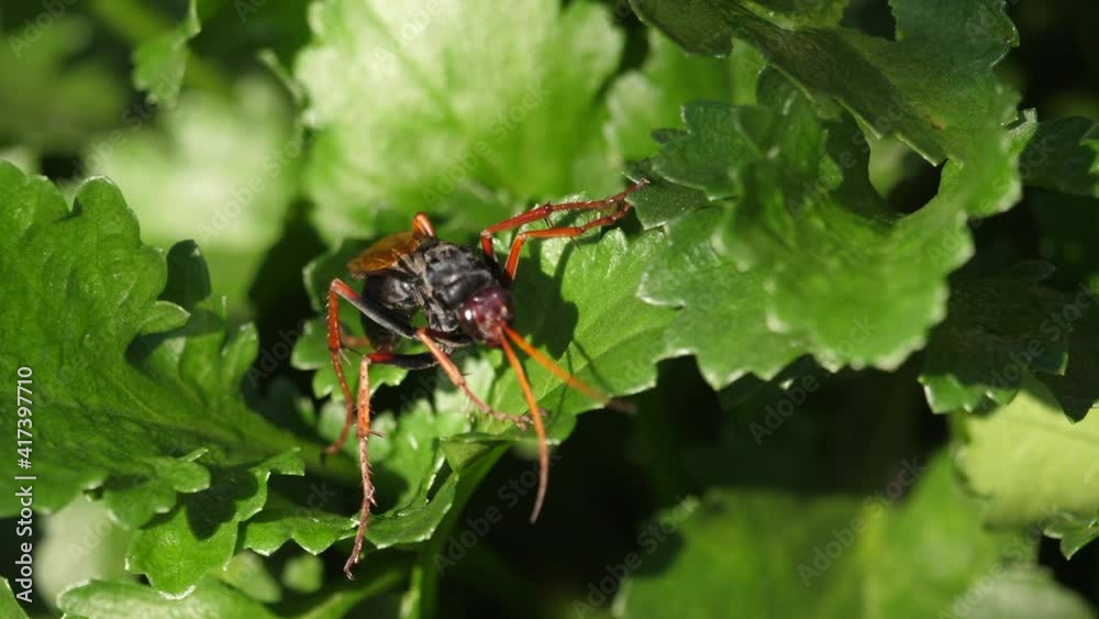 Scary Spider Wasp on bright green leaf in bright sunlight, turns around and flies away