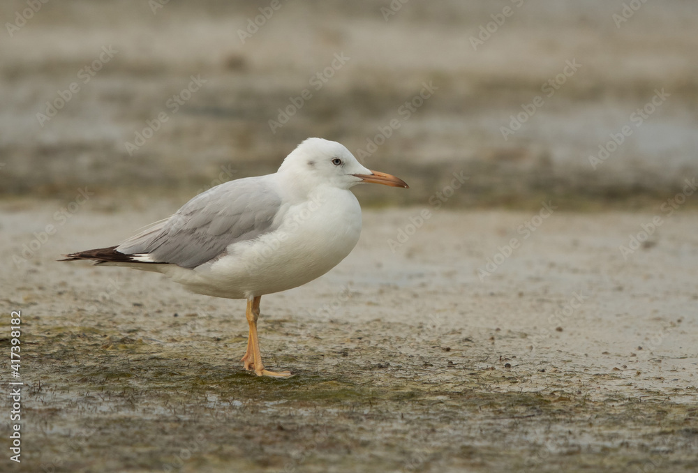 Closeup of a Sender-billed seagull at Busaiteen coast, Bahrain Closeup of a Sender-billed seagull at Busaiteen coast, Bahrain