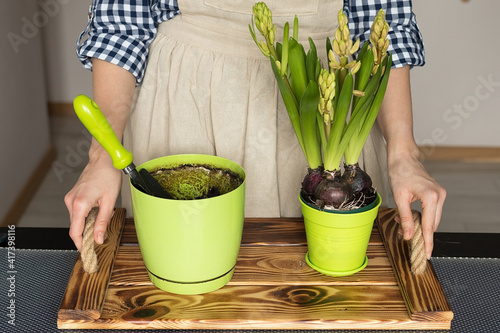 Transplanting hyacinth bulbs into a new pot  spring gardening at home