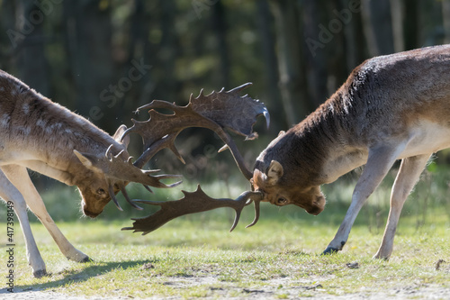 She's mine! No she's mine! Let's fight for it! Who will win?
A fight between two fallow deer during rutting season, photographed in the Netherlands. photo