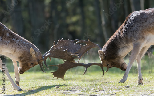 She s mine  No she s mine  Let s fight for it  Who will win  A fight between two fallow deer during rutting season  photographed in the Netherlands.