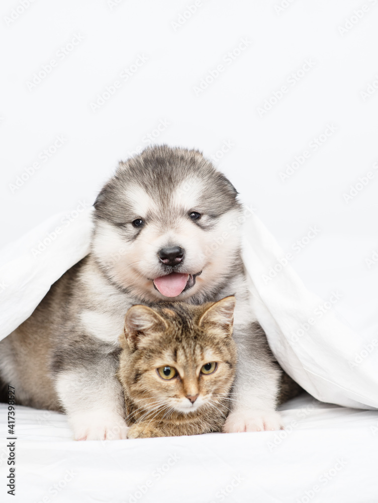 Fototapeta premium Malamute puppy and cute tabby kitten sit together on the bed covered with a blanket in an embrace and look at the camera. Light white tonality