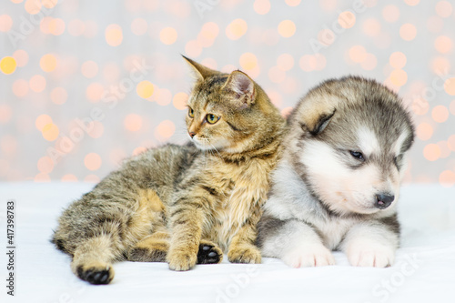 A cute fluffy Malamute puppy lies next to a tabby kitten on a background of Christmas lights near