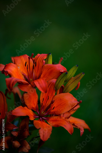 orange lily blooming in the yard. fragrance of a Lilium flower in the summer © badescu
