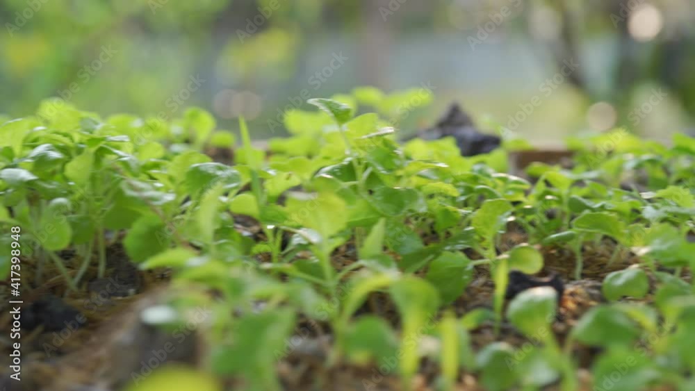 Organic hydroponic vegetable closeup cultivation farm with soft light Organic hydroponic vegetable closeup cultivation farm with soft light