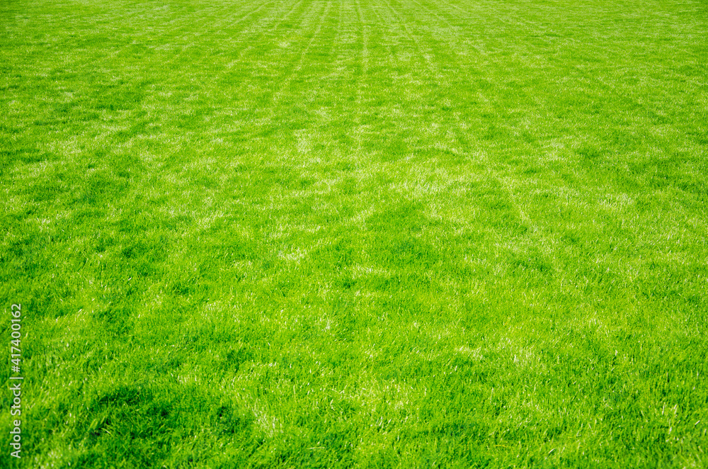Lawn green grass field nature background Lawn green grass field nature background
