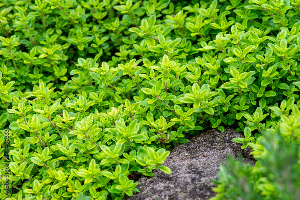 Fototapeta premium Lime Thyme Creeping over a Stone