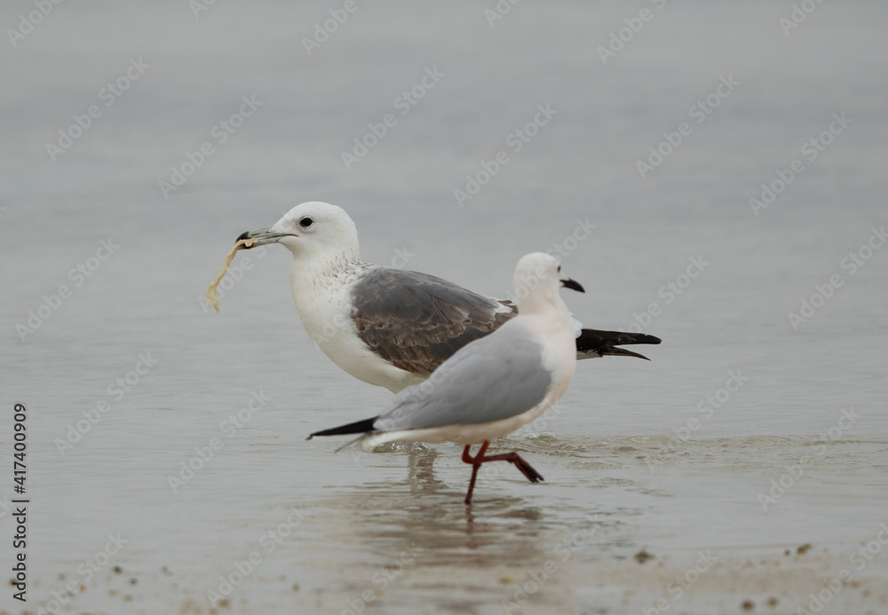 Selective focus on Lesser Black-backed Gull holding bread at Busaiteen coast, Bahrain Selective focus on Lesser Black-backed Gull holding bread at Busaiteen coast, Bahrain