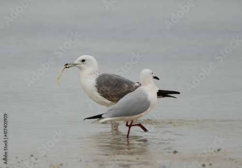 Selective focus on Lesser Black-backed Gull holding bread at Busaiteen coast  Bahrain