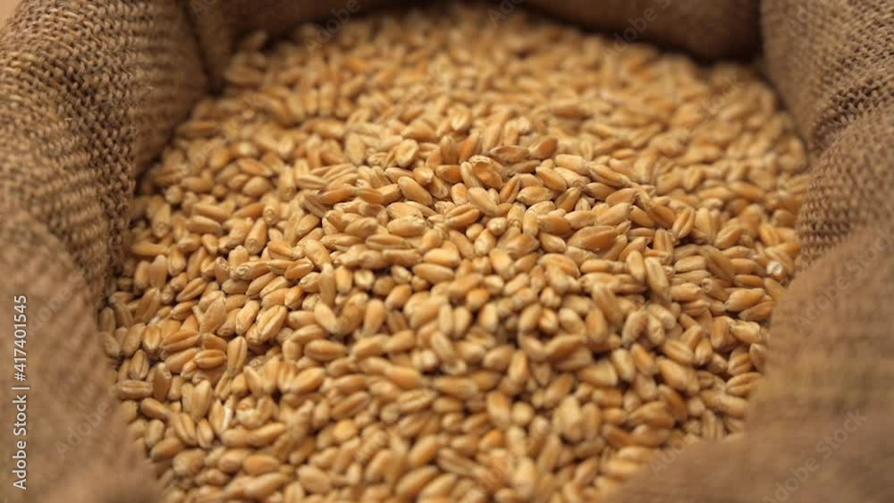 Wheat grains falling into a sack. Slow motion. Close-up of cereal seeds. Wheat grains falling into a sack. Slow motion. Close-up of cereal seeds.