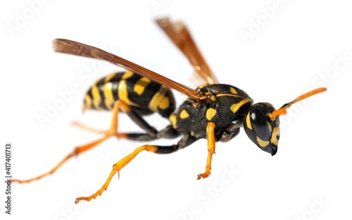 wasp isolated on white background Vespula Vulgaris © Daniel Prudek
