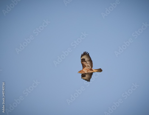 Buzzard flying in a clear sky.