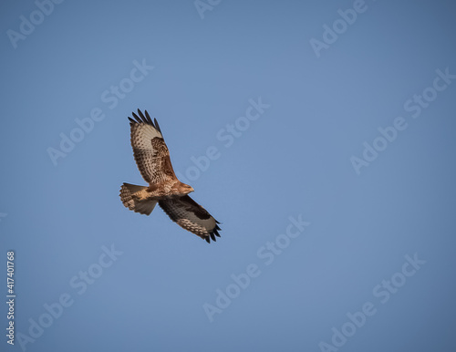 Buzzard flying in a clear sky.