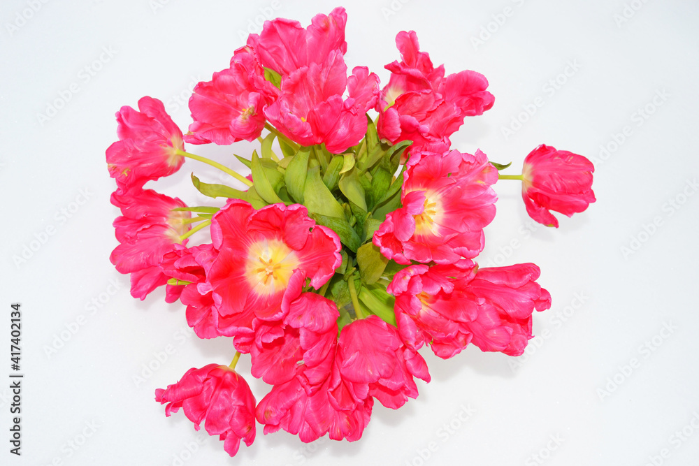 lush bouquet of pink tulips on white snow for March 8 lush bouquet of pink tulips on white snow for March 8