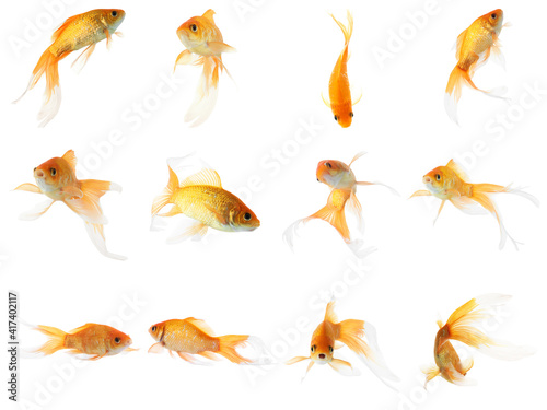 Beautiful bright small goldfish on white background  collage