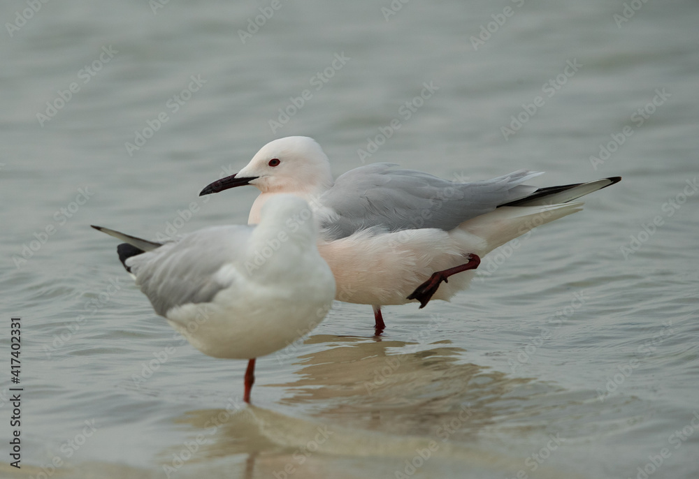 Sender-billed seagulls in breeading plumage at Busaiteen coast, Bahrain