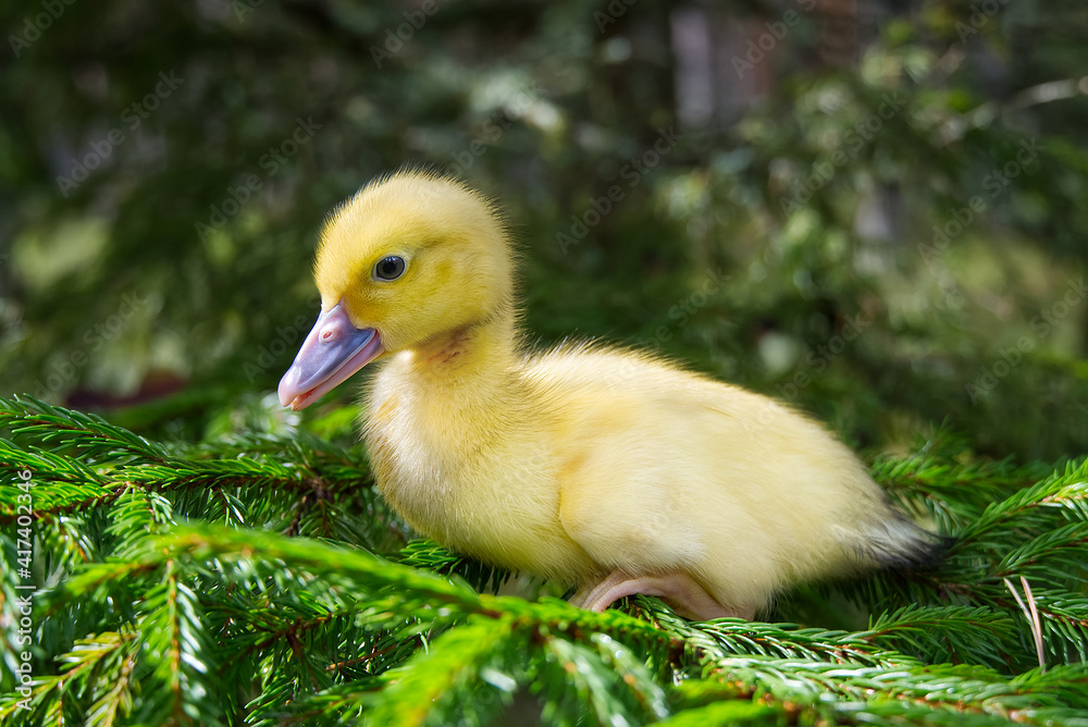 cute little yellow duckling are walking on the green grass in spring forest. easter young duckling concept. wildlife cute little yellow duckling are walking on the green grass in spring forest. easter young duckling concept. wildlife