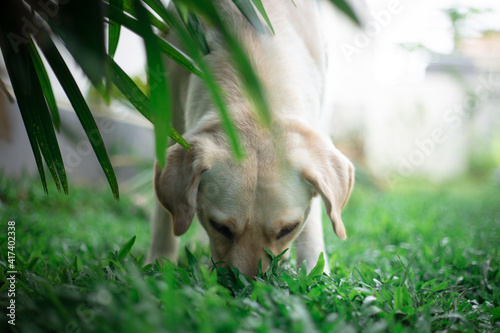 labrador retriever dog explores something in a garden