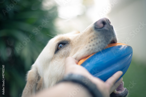 a face of a labrador retriever dog tries to grab a ball from a hand.