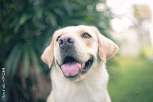 Close up a smiley face of a labrador retriever dog with a blurry background