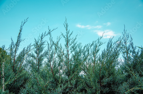 Gray cypress tree close up against blue sky