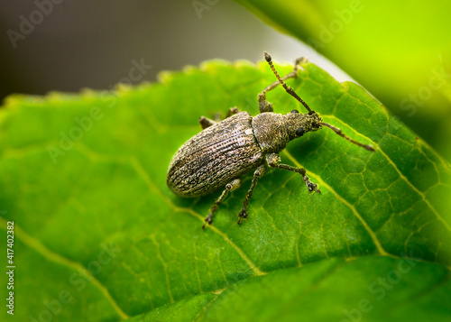 Close up view of a grey weevil bug on a tree leaf