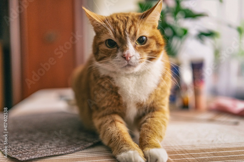 The frightened ginger cat sitting on a table in a city apartment.