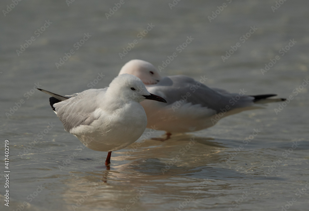 Sender-billed seagulls in breeading plumage at Busaiteen coast, Bahrain Sender-billed seagulls in breeading plumage at Busaiteen coast, Bahrain