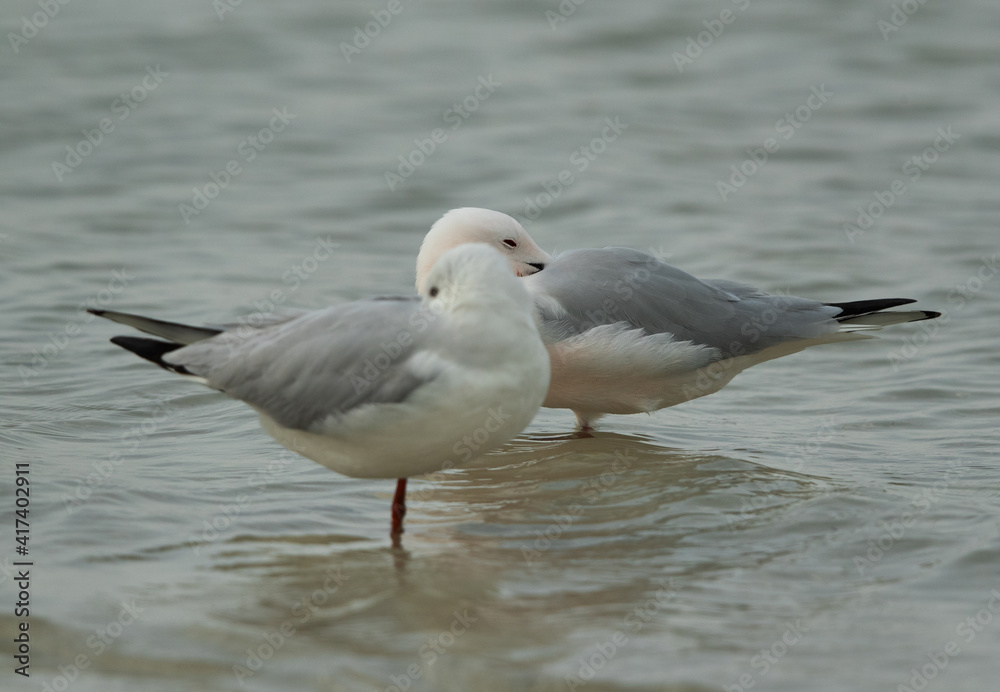 Sender-billed seagulls resting in breeading plumage at Busaiteen coast, Bahrain Sender-billed seagulls resting in breeading plumage at Busaiteen coast, Bahrain
