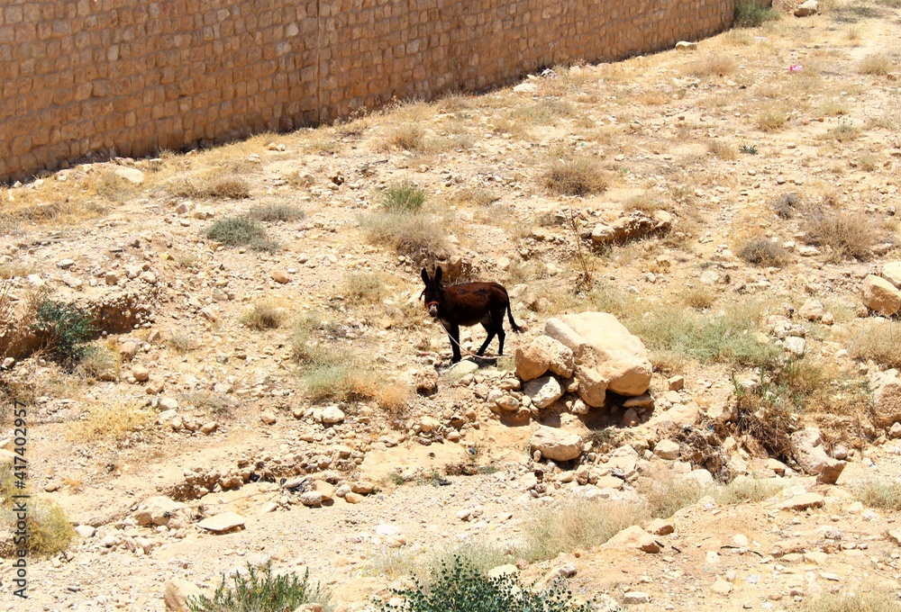 dark donkey in the desert dark donkey in the desert