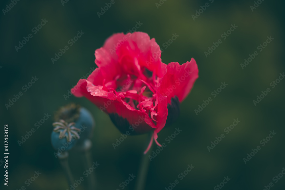 Fototapeta premium Poppy Crimson Feathers at full bloom at dusk. Papaver Hybridum flower planted in the garden