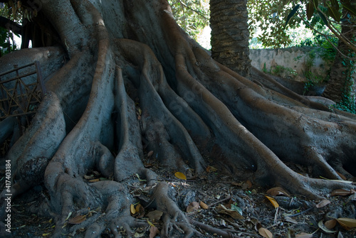 Ficus macrophilla's roots