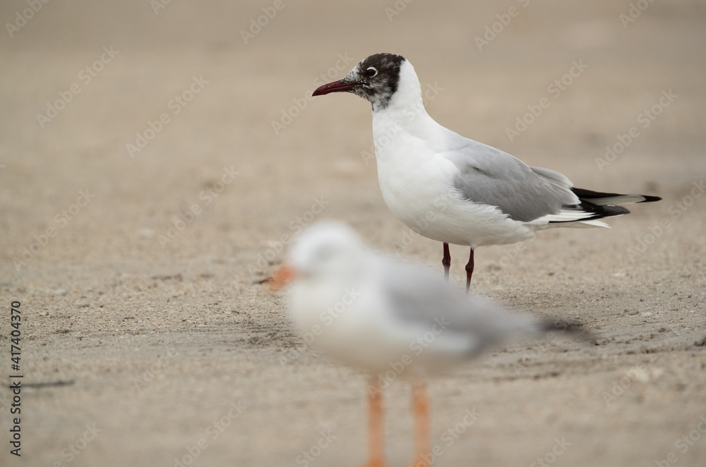 Selective focus on Black-headed gull with selender-billed gull in the forground at Busaiteen coast, Bahrain Selective focus on Black-headed gull with selender-billed gull in the forground at Busaiteen coast, Bahrain