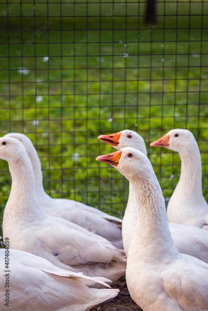 Obraz premium Pekin duck in farm cordoba argentina 2021