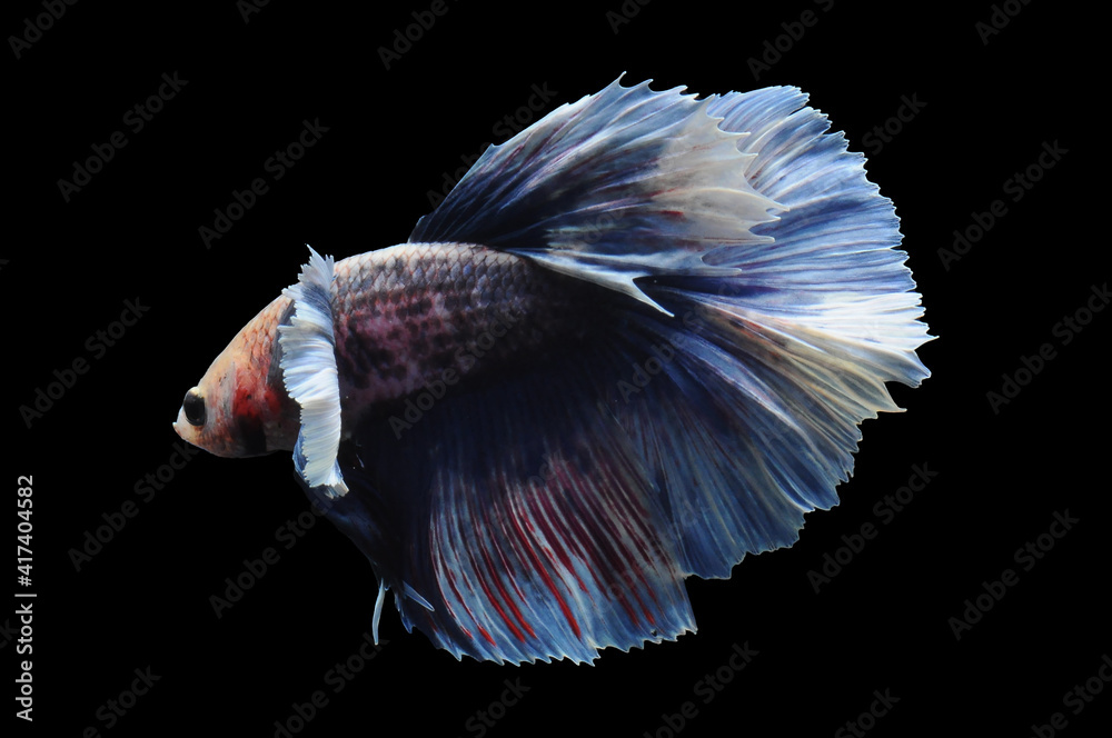 Betta fish, siamese fighting fish, betta splendens isolated on black background,
fish on black background, fish fighting, Multi color Siamese fighting fish, Betta fish, siamese fighting fish, betta splendens isolated on black background,
fish on black background, fish fighting, Multi color Siamese fighting fish,