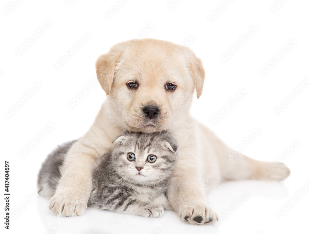 Golden retriever puppy hugs a tiny tabby kitten. isolated on white background