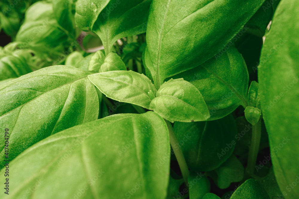 Fototapeta premium Young sprouts of microgreen plant close up
