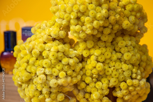 fleurs immortelles photo