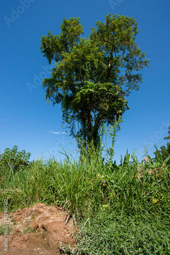 Árvore isolada em cima de um barranco repleta de plantas parasitas  com céu limpo azul atrás. photo